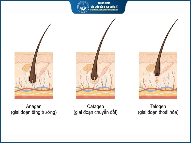 chu kì sinh trưởng của tóc