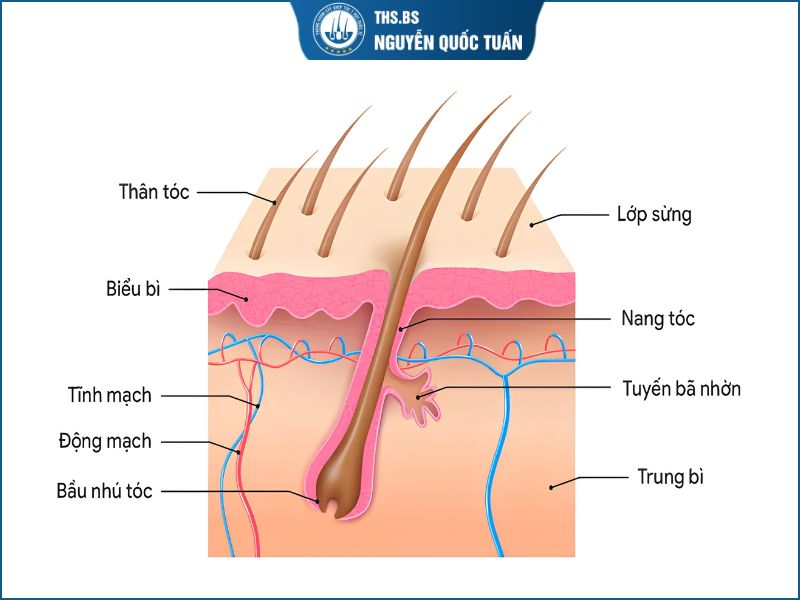 Cấu tạo của nang tóc 