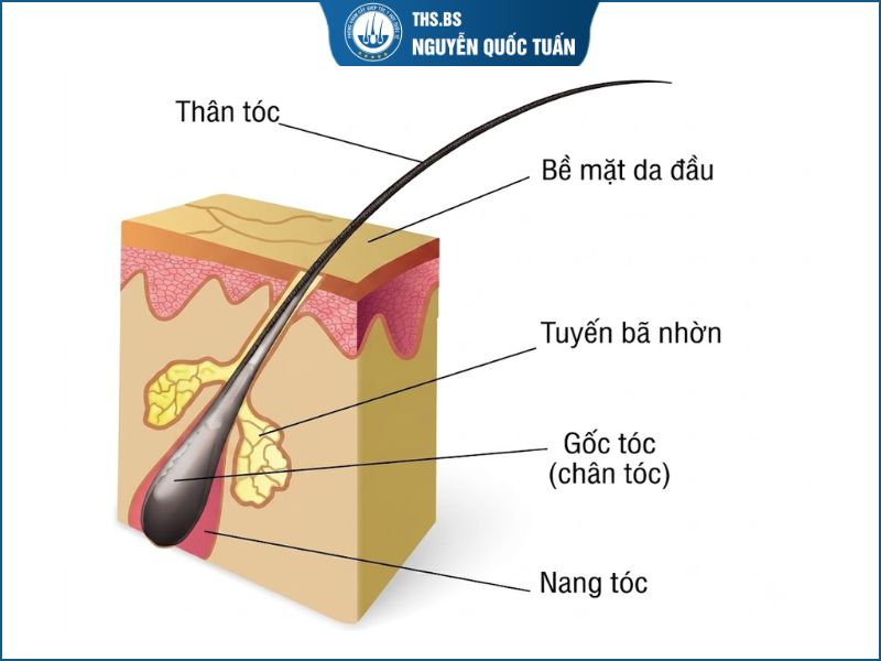 Nang tóc gồm những bộ phận nào và hoạt động ra sao?