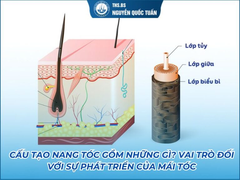 cấu tạo nang tóc gồm những gì