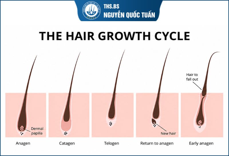 Chu kì tóc mọc sau cấy tóc
