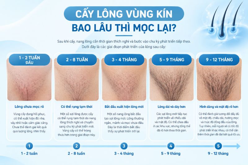 Sau khi cấy lông vùng kín, nang lông phát triển như thế nào